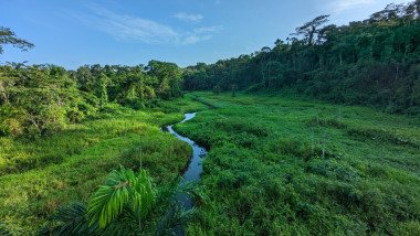 Parc Manu - Jungle